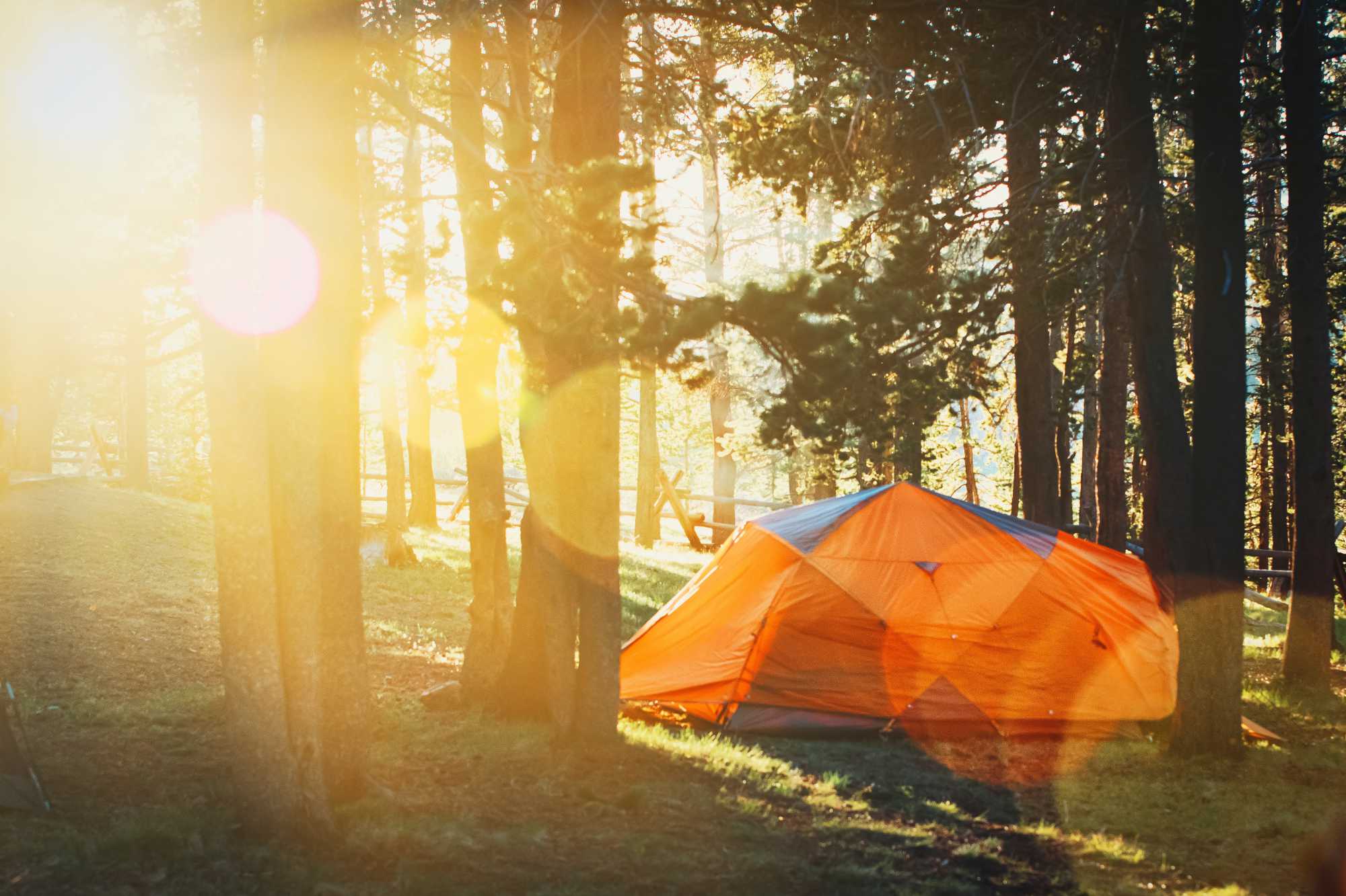 A bright tent in a forest with the sun shining