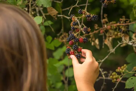 Child foraging berries