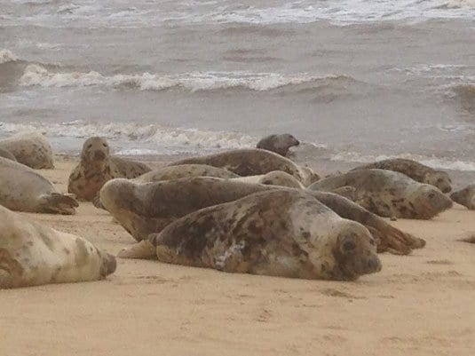 Seals on Horsey beach