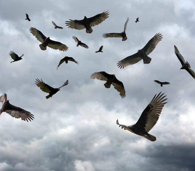 Large flock of vultures circling in the sky. with copy space.