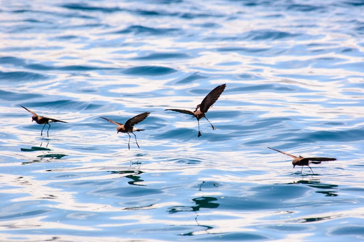 Storm Petrels and their reflections in the sea,seemingly dancing on the water