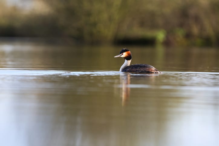 Great crested grebe swimming in water