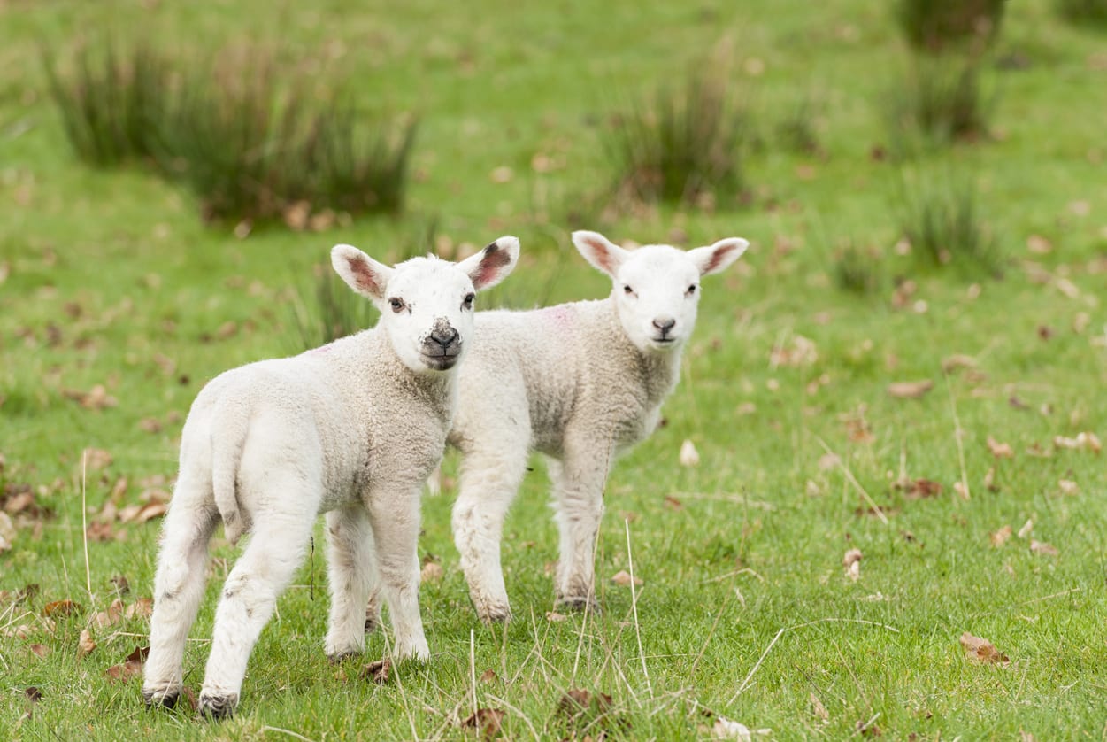 Two lambs in a field, photographed in Scotland in April.