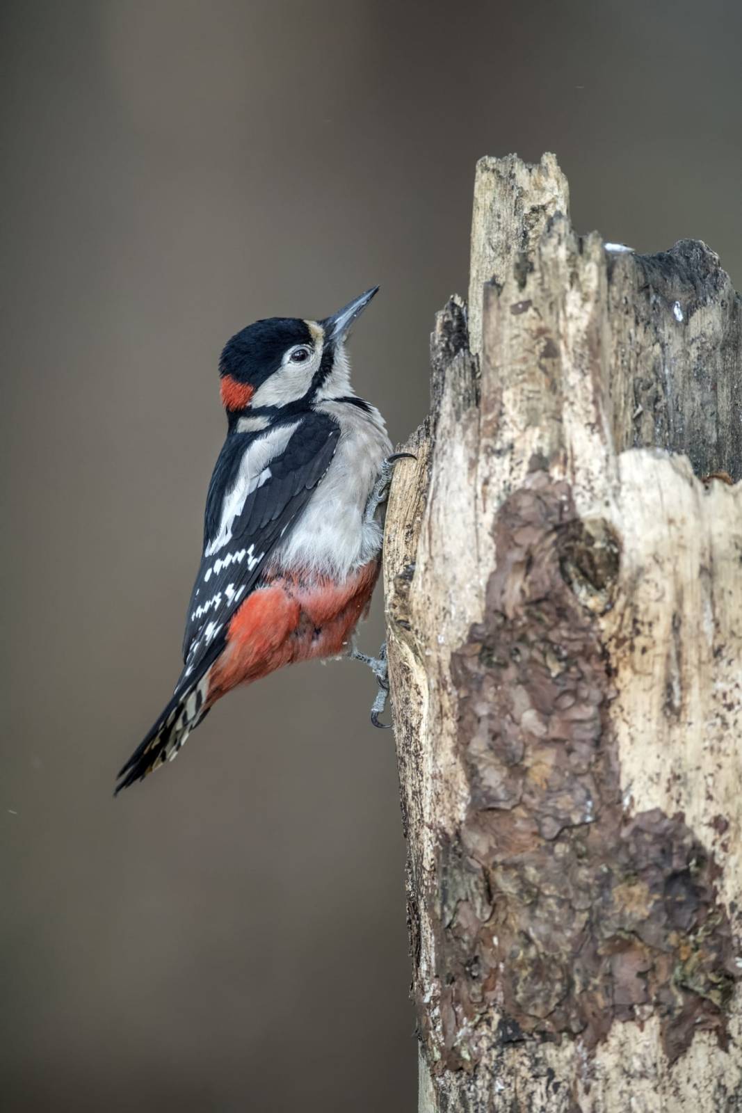 Great spotted woodpecker, perched at the top of a tree trunk