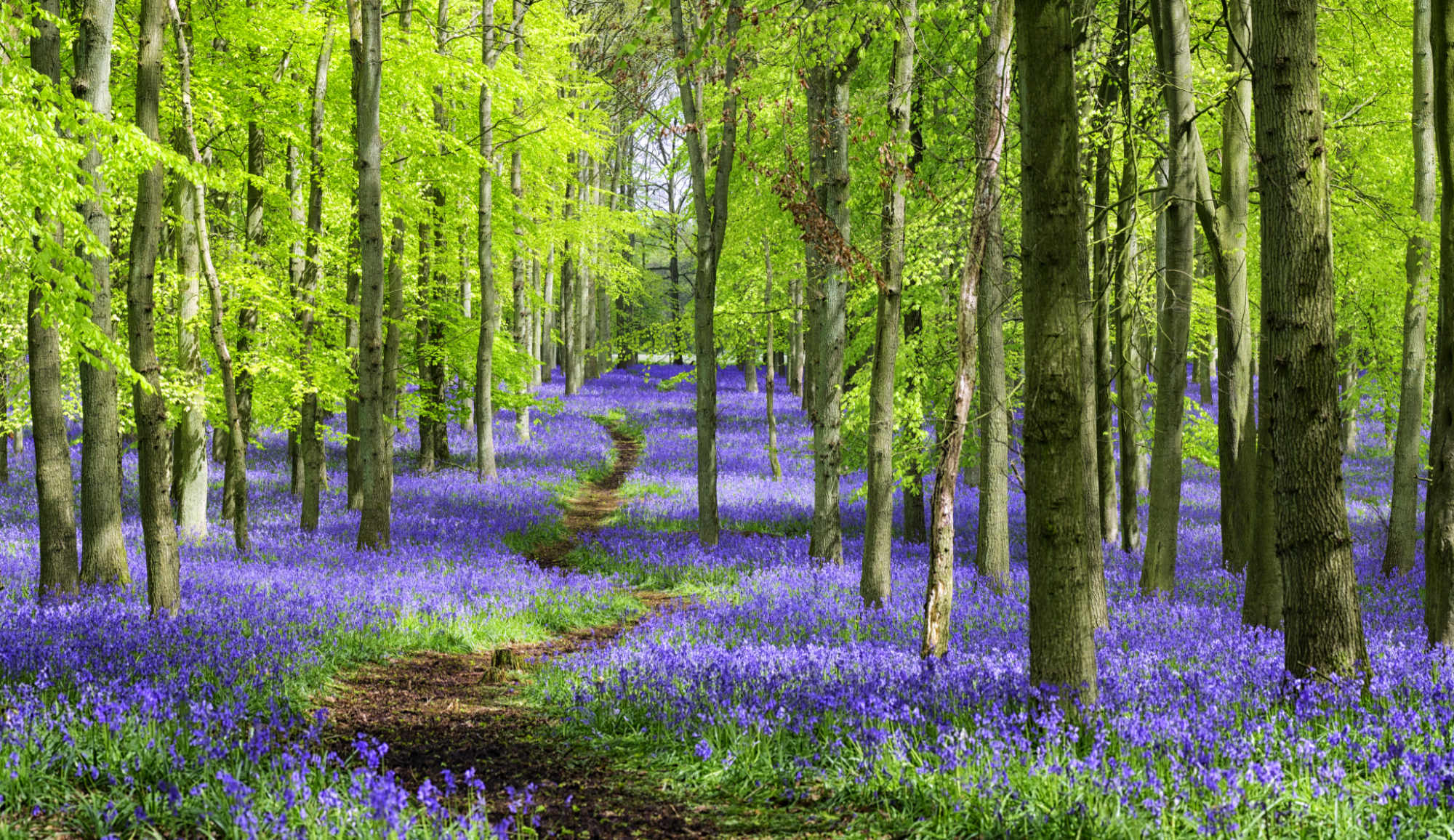 Path Through The Bluebell Wood In Springtime