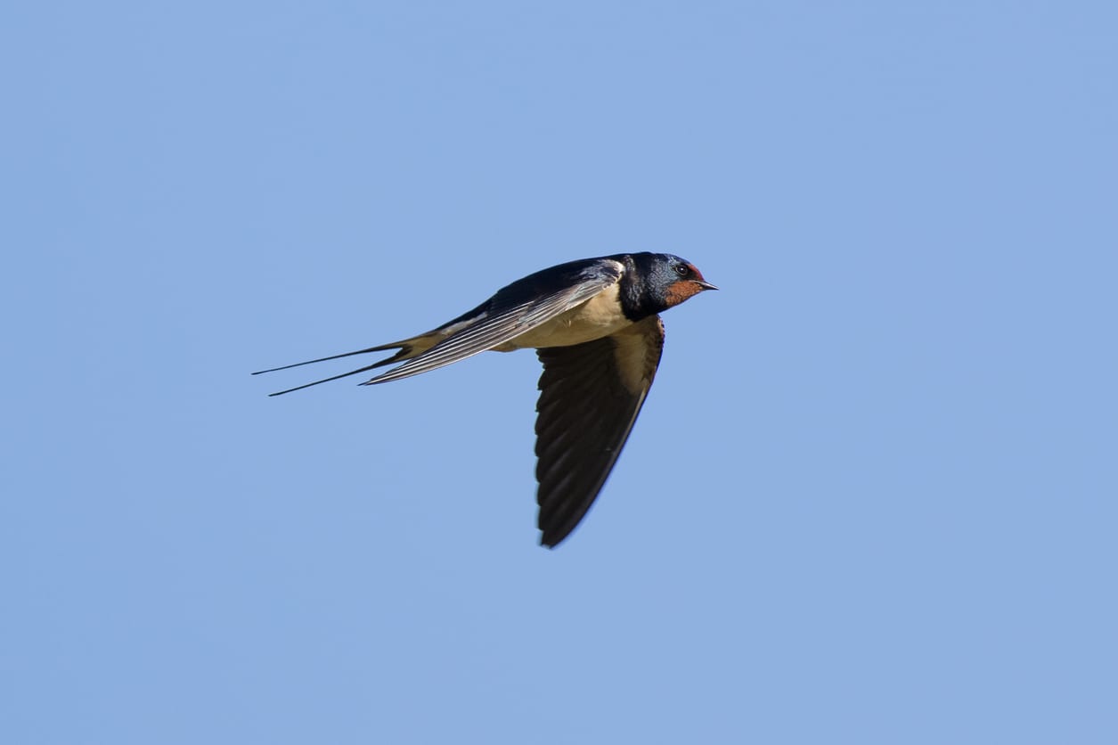 A lone Swallow flying against a pure blue sky. Durham, UK, early Spring