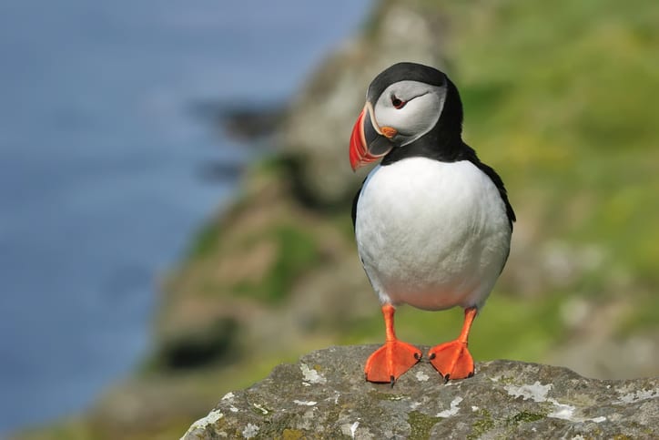 Puffin on a rock high above the coastline