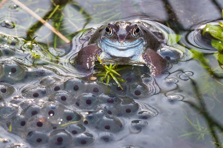 Frog and frogspawn in a pond