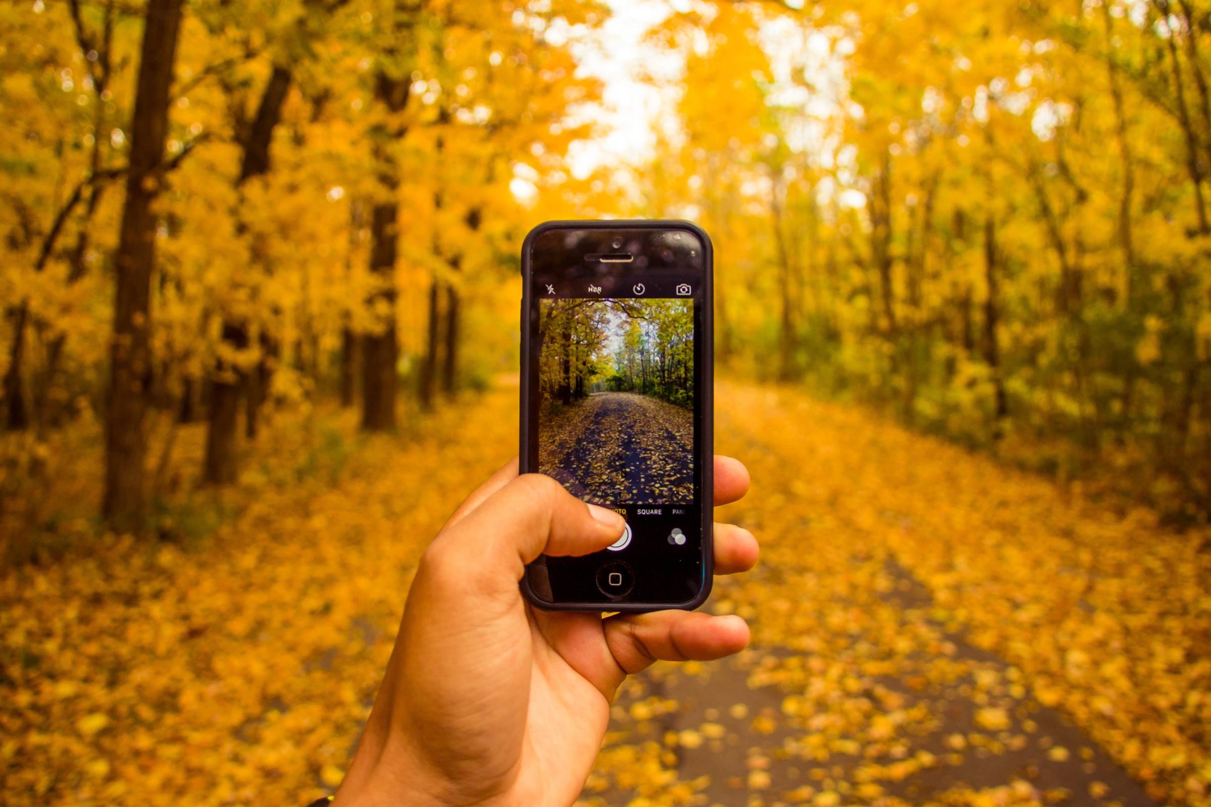 Person taking a picture of autumn leaves