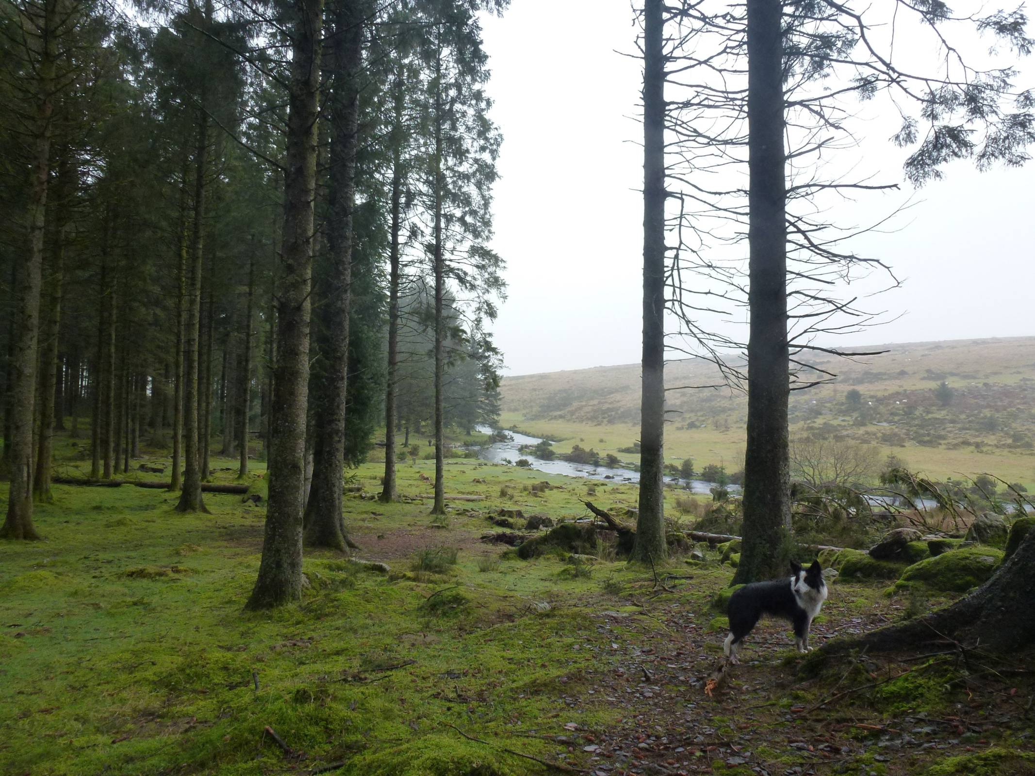 Dartmoor woodland