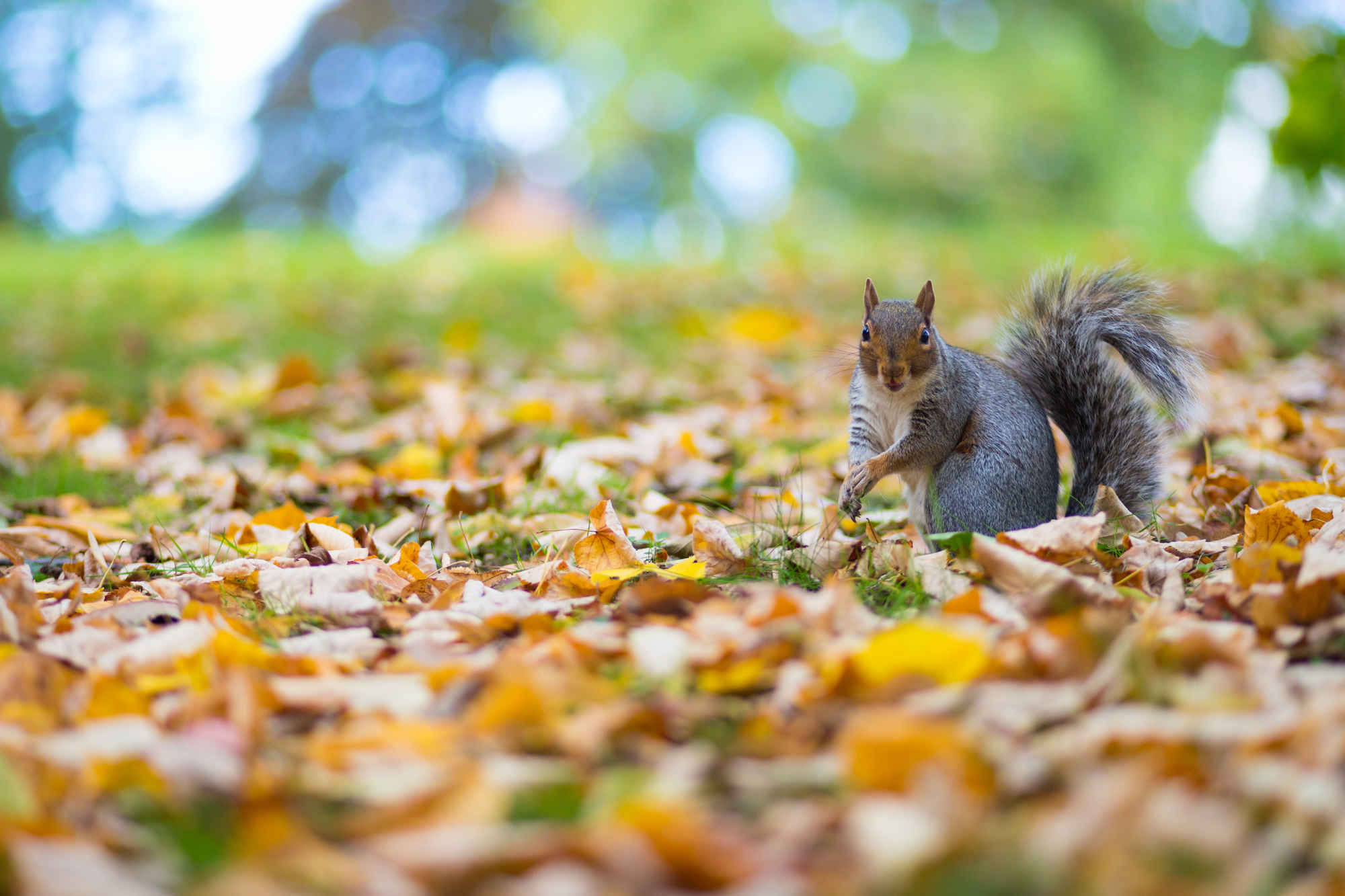 Grey Squirrel in autumn leaves