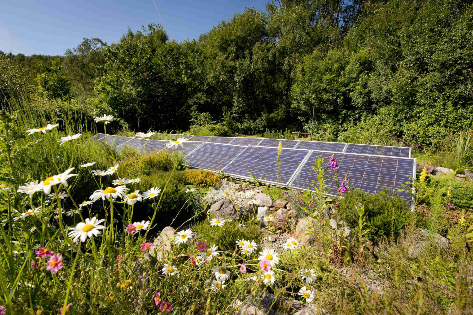 Solar panels surrounded by flowers at YHA Eskdale