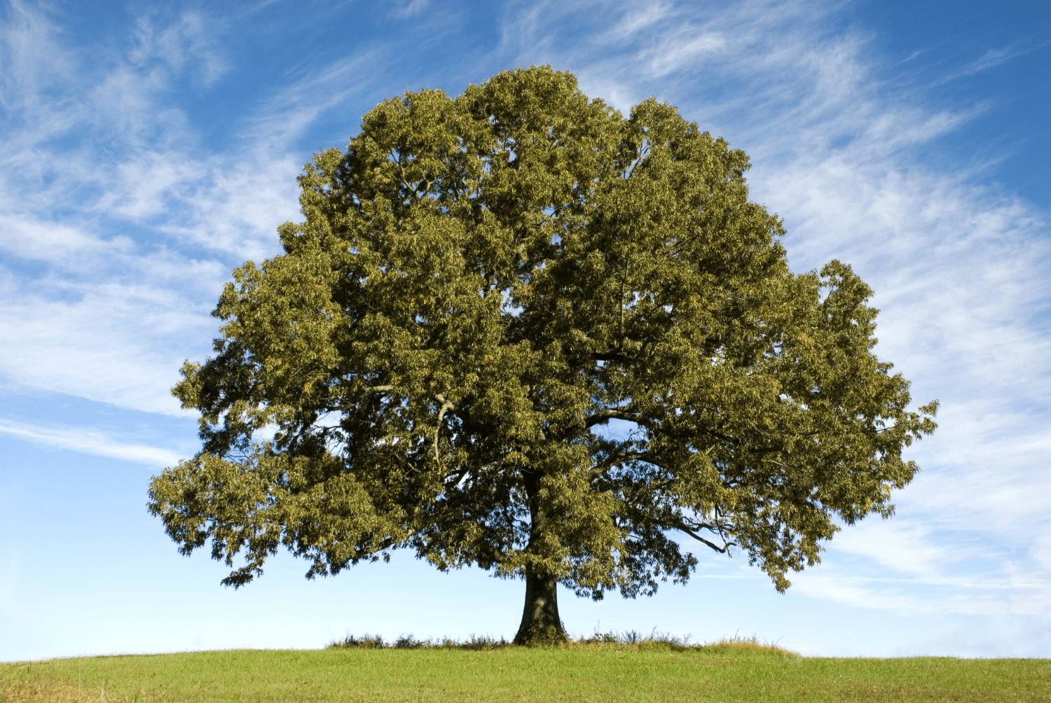 Large oak tree