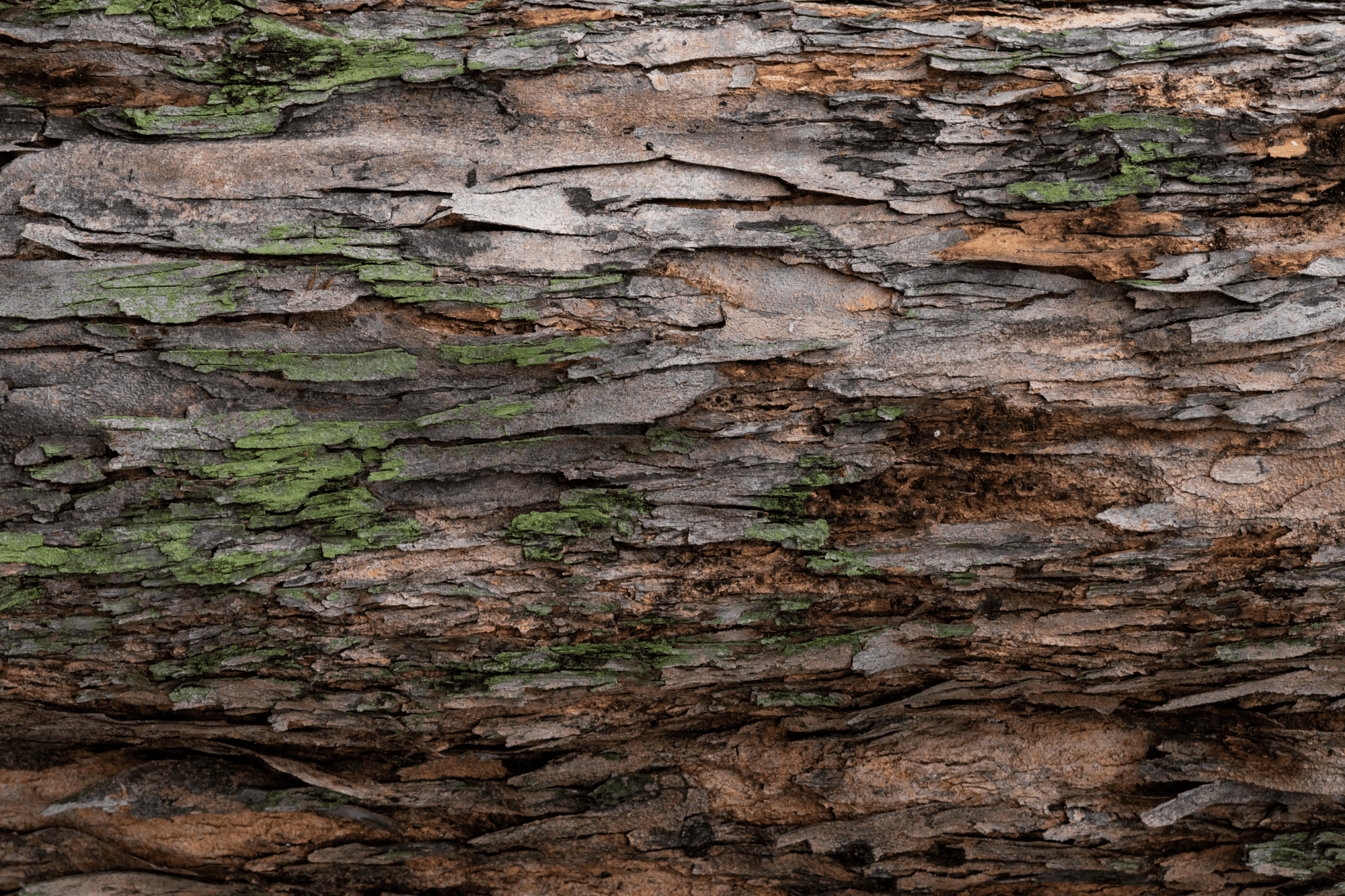 Close up of bark