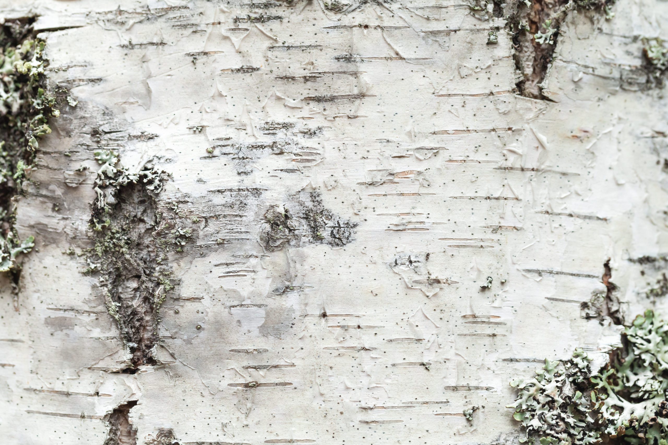 White birch tree bark with lichen growing on it. Close-up natural background texture