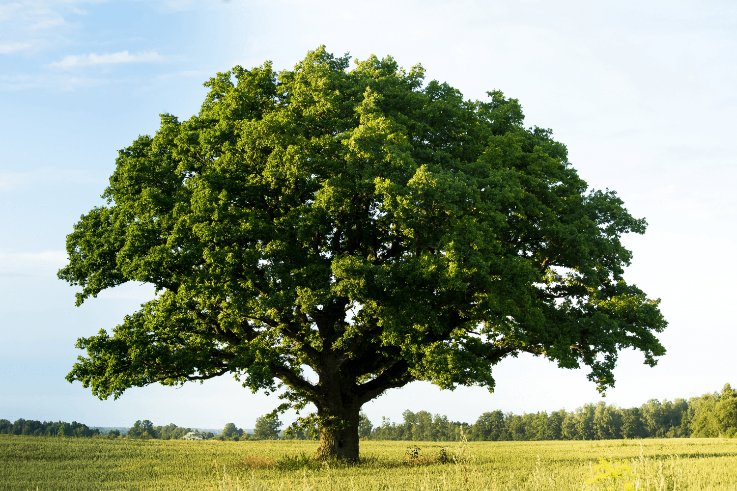 Large oak