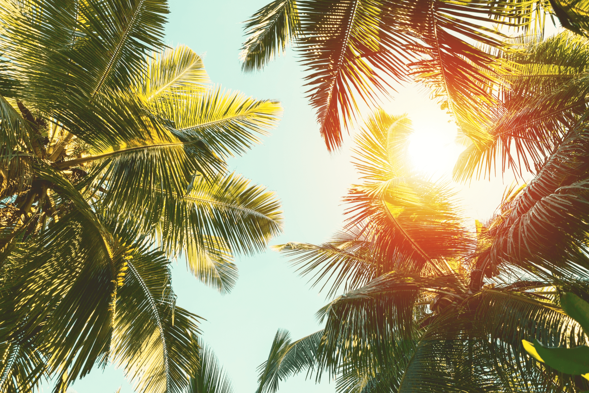 Palm tree on sunny day