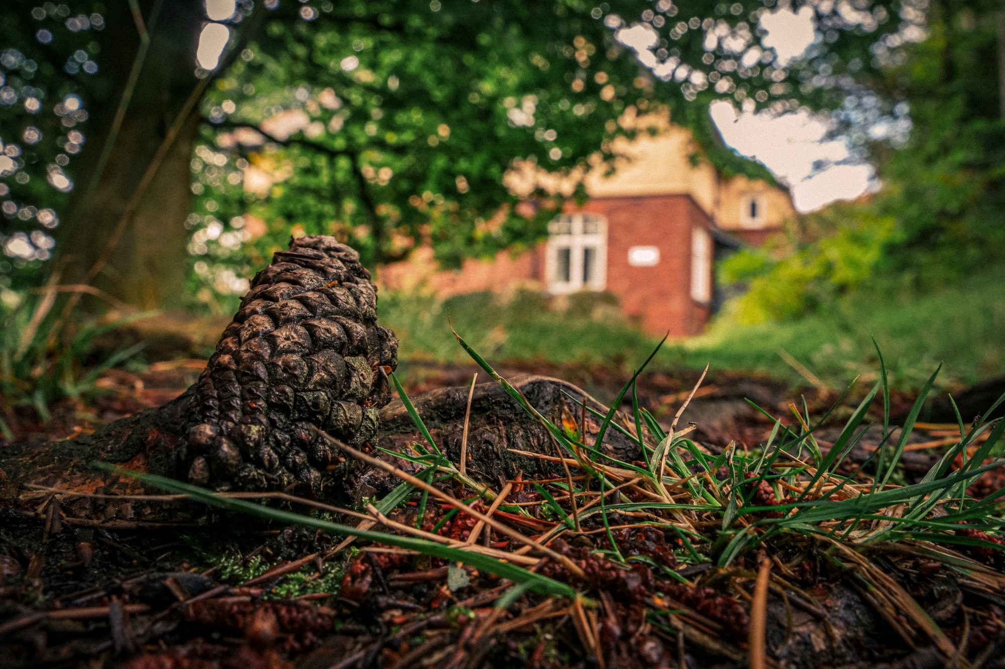 Close up of a pinecone in hostel grounds