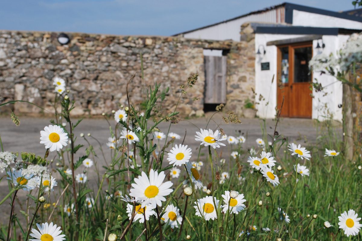 The Bug Farm exterior daisies