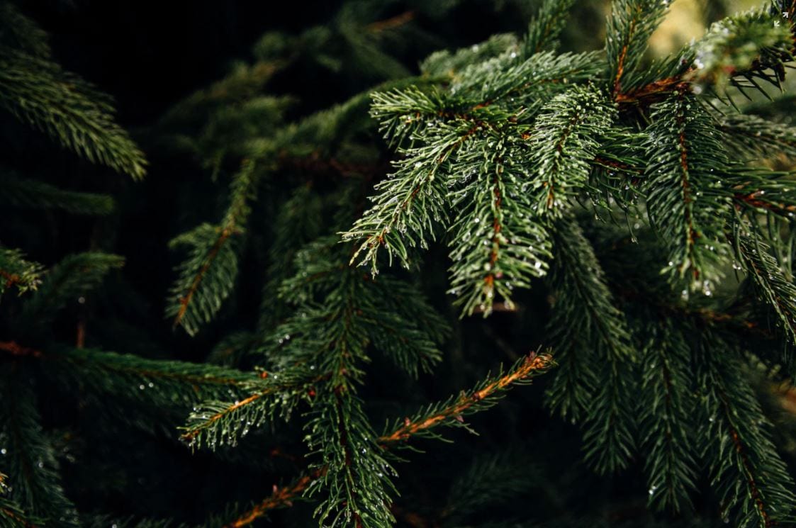 Close up of branches of a fir tree