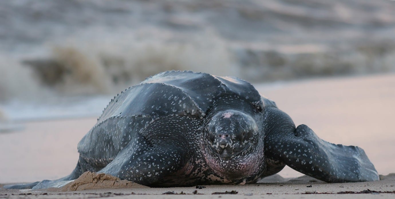 Amazing animal journeys | LiveMore YHA Amazing animal journeys | LiveMore YHA