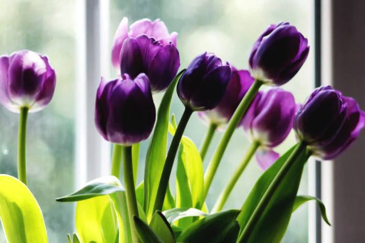 Bunch of purple tulips on a window ledge