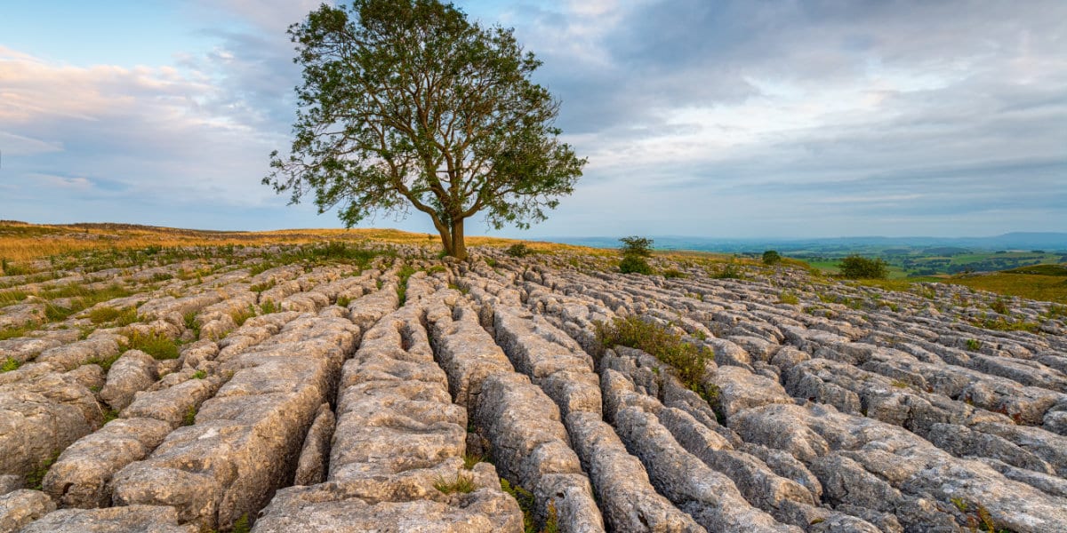 A lone Ash tree growing out of a limestone pavement at Malham