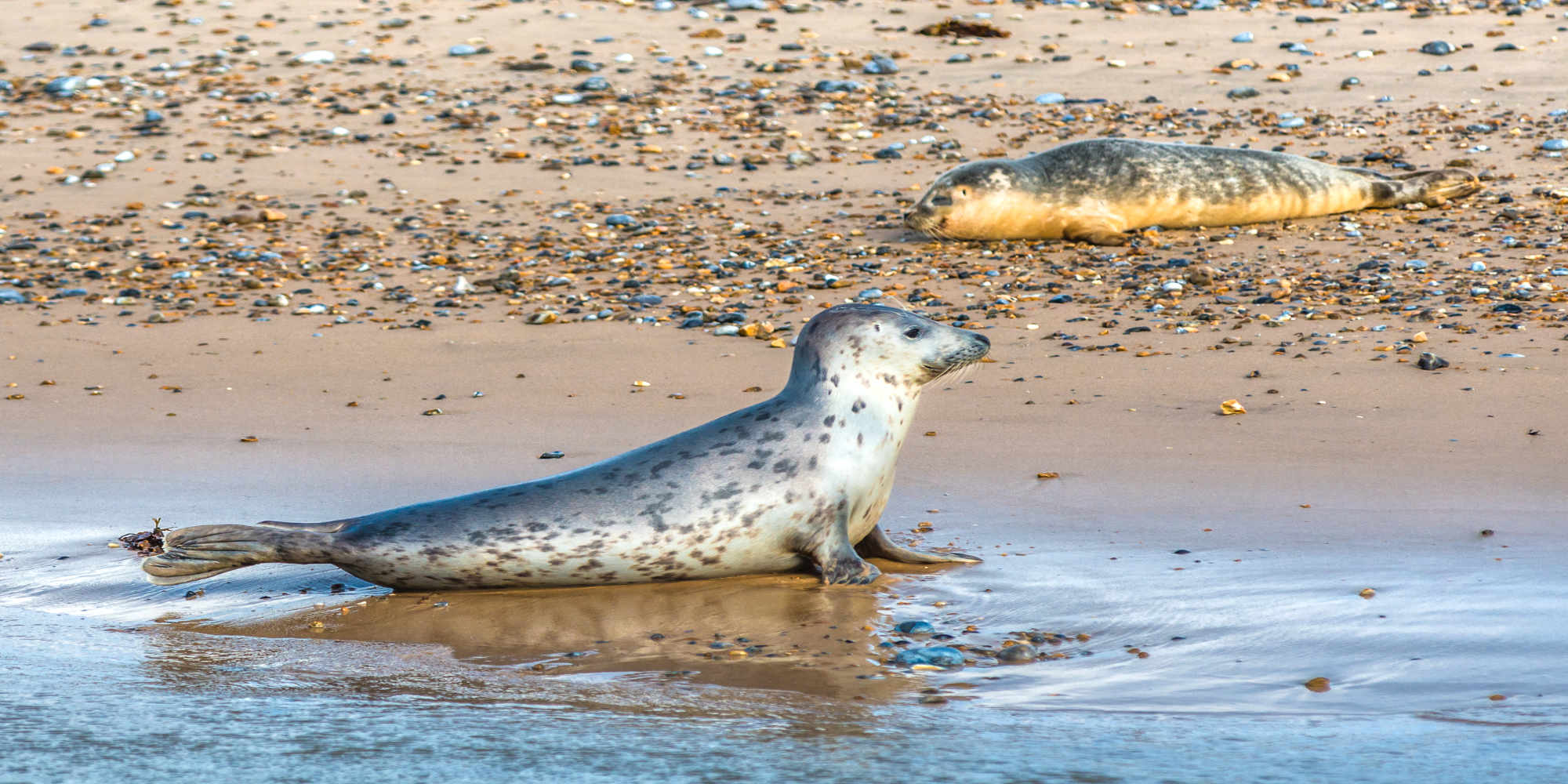 Grey and Common or Harbour Seals