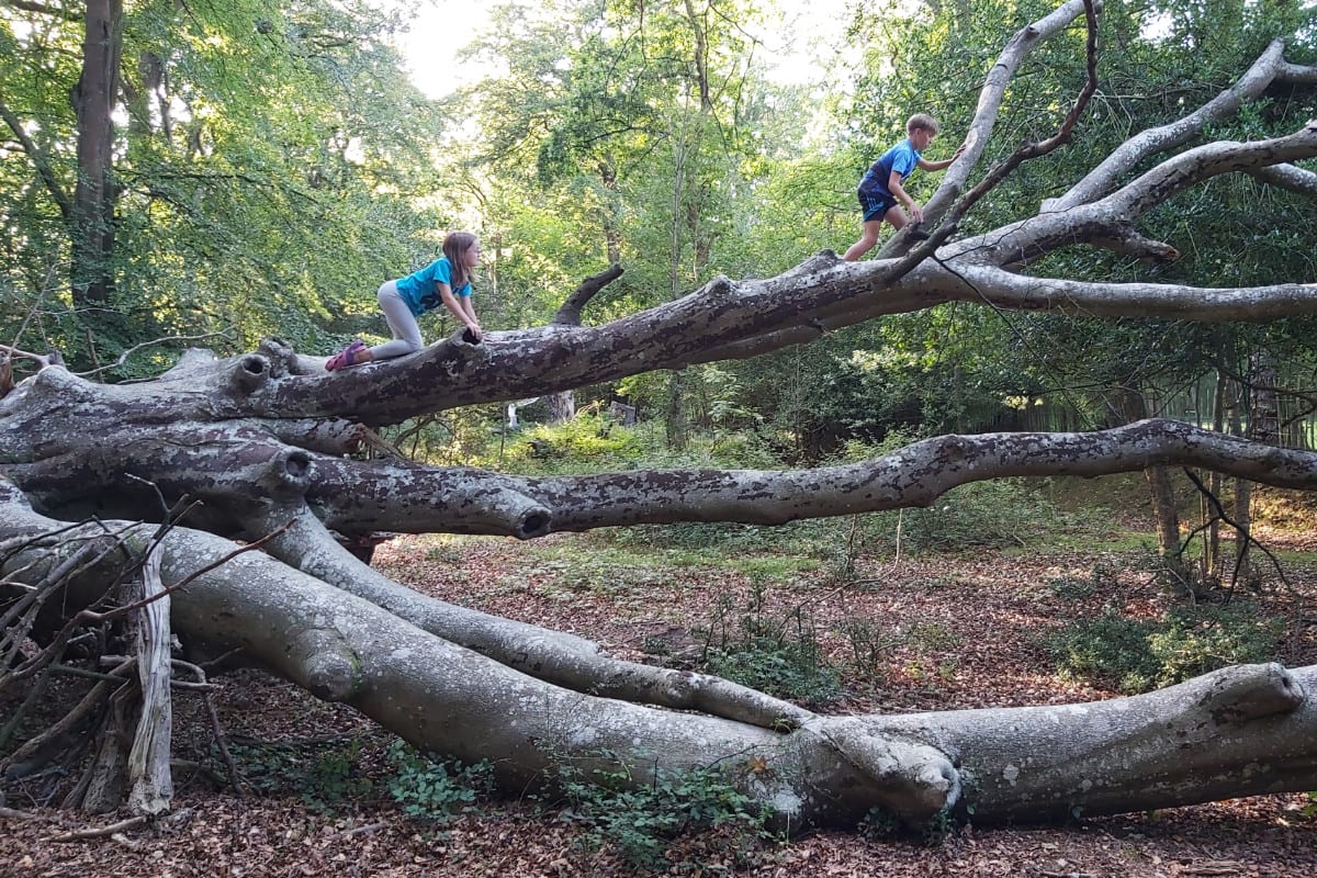 Children climbing a tree in the New Forest