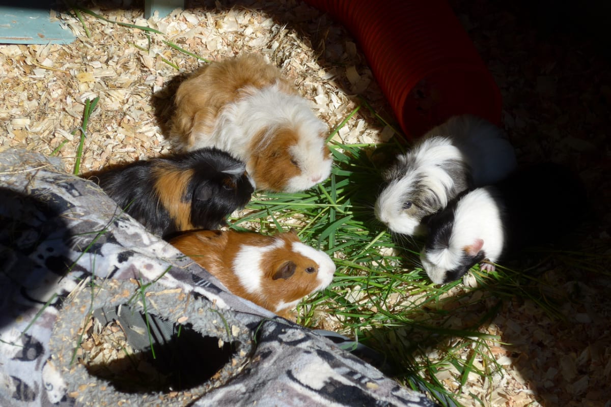 Five guinea pigs on a leaf