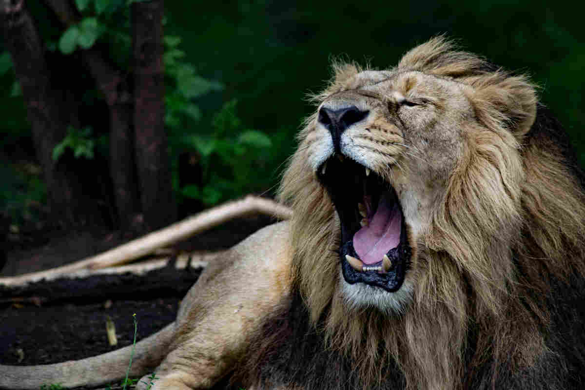 Lion roaring at Chester Zoo