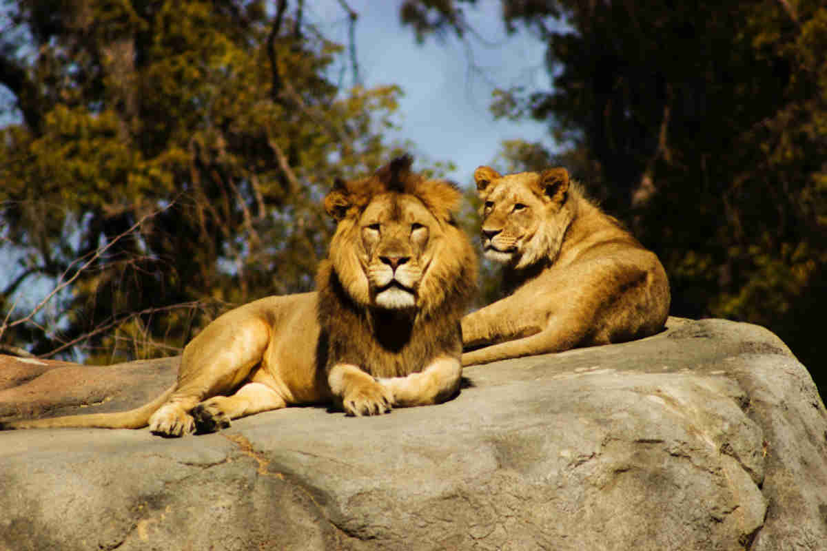 Two lions at a zoo in the UK