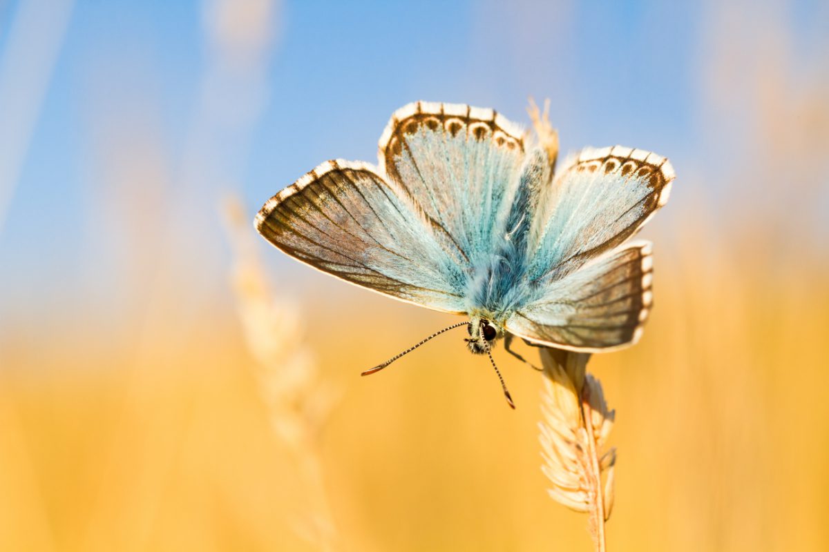 Blue butterfly outdoors