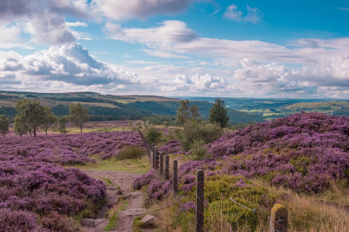Field of heather in the Peak District