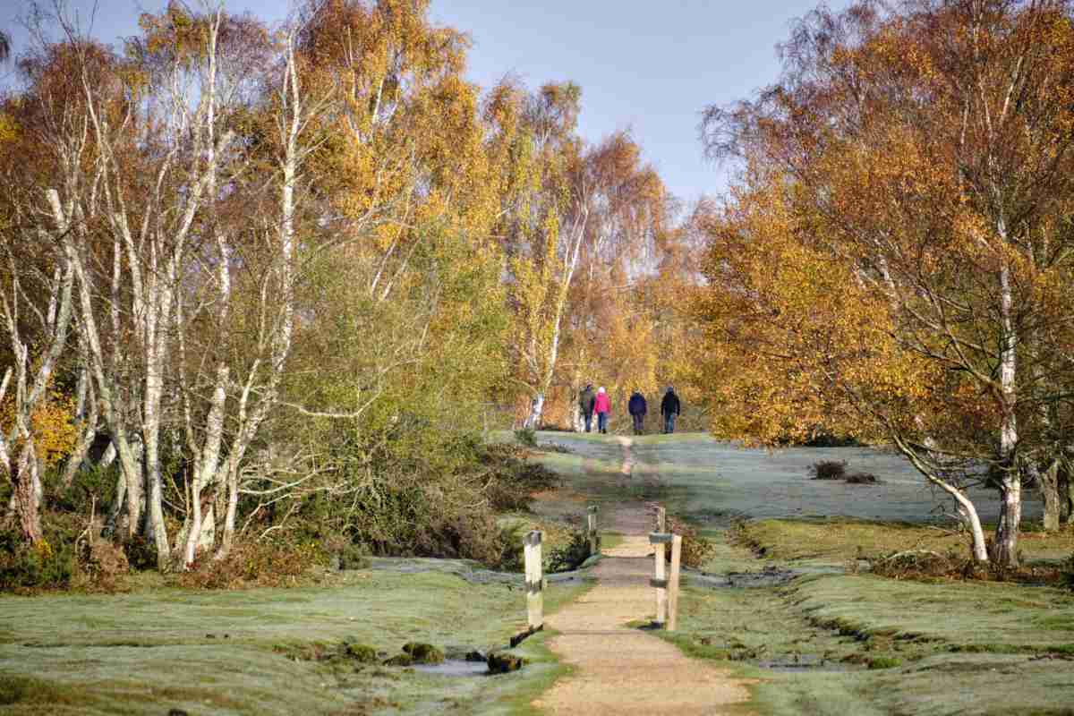 On a frosty autumn morning, Group of four going for a walk on this lovely morning sun, in the New Forest