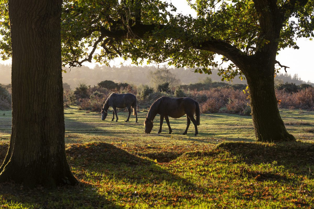 Two ponies in the New Forest