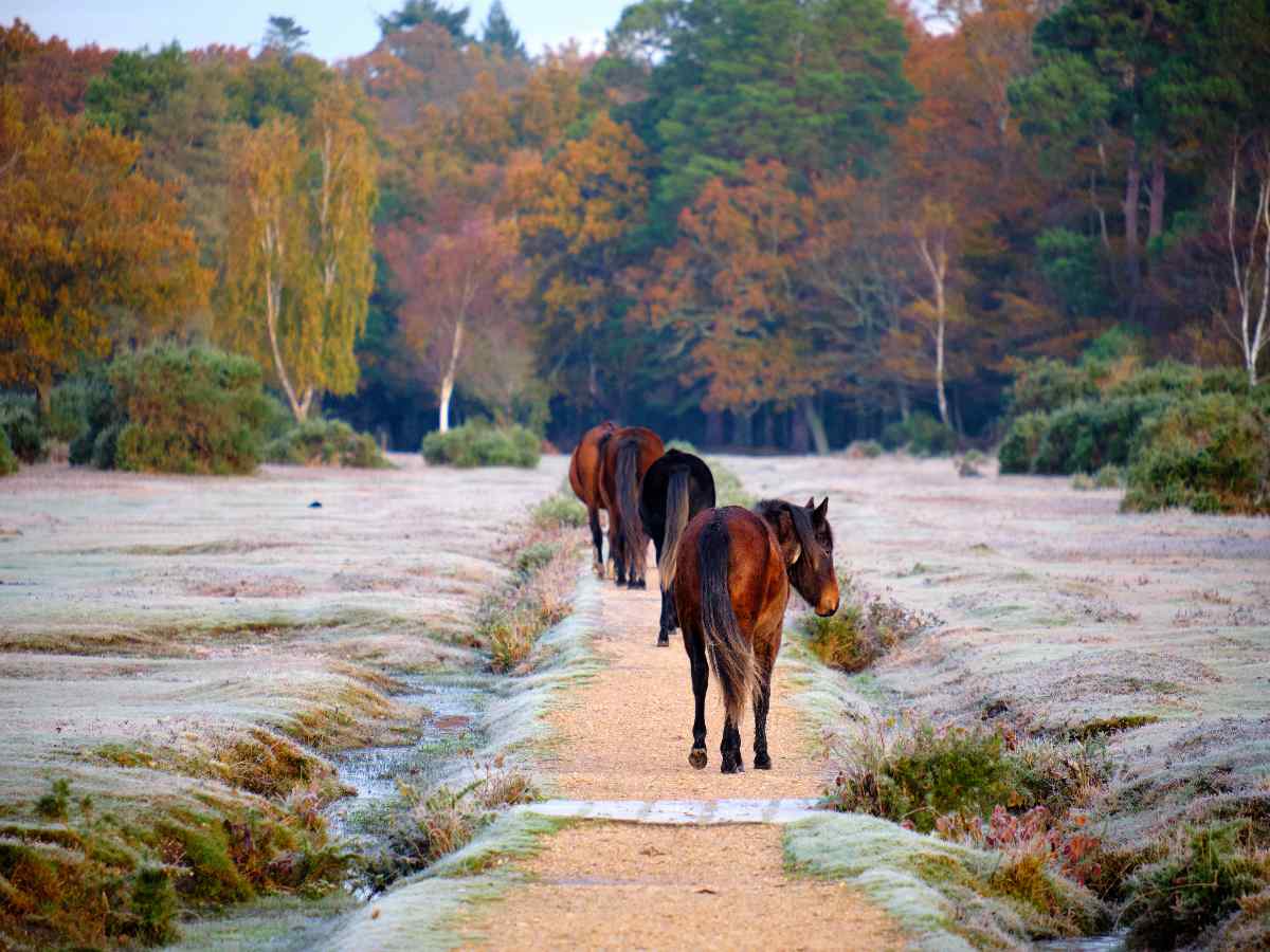 Frosty autumn morning in the New Forest National Park