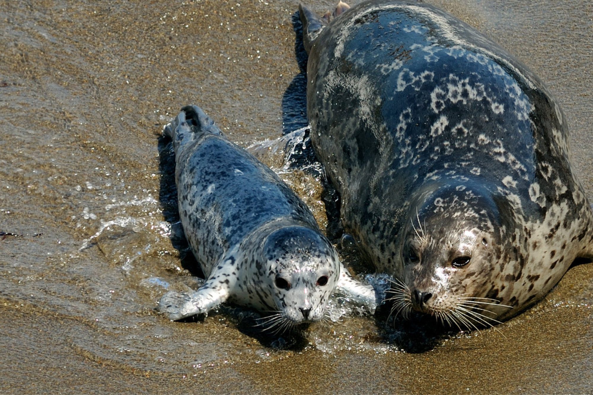 Parent seal and baby seal on beach