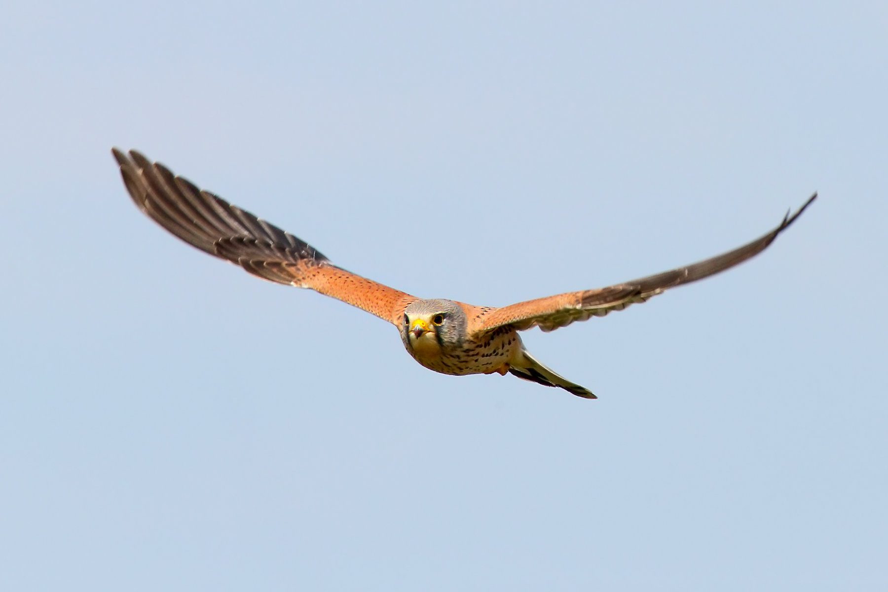 Common Kestral flying in blue sky
