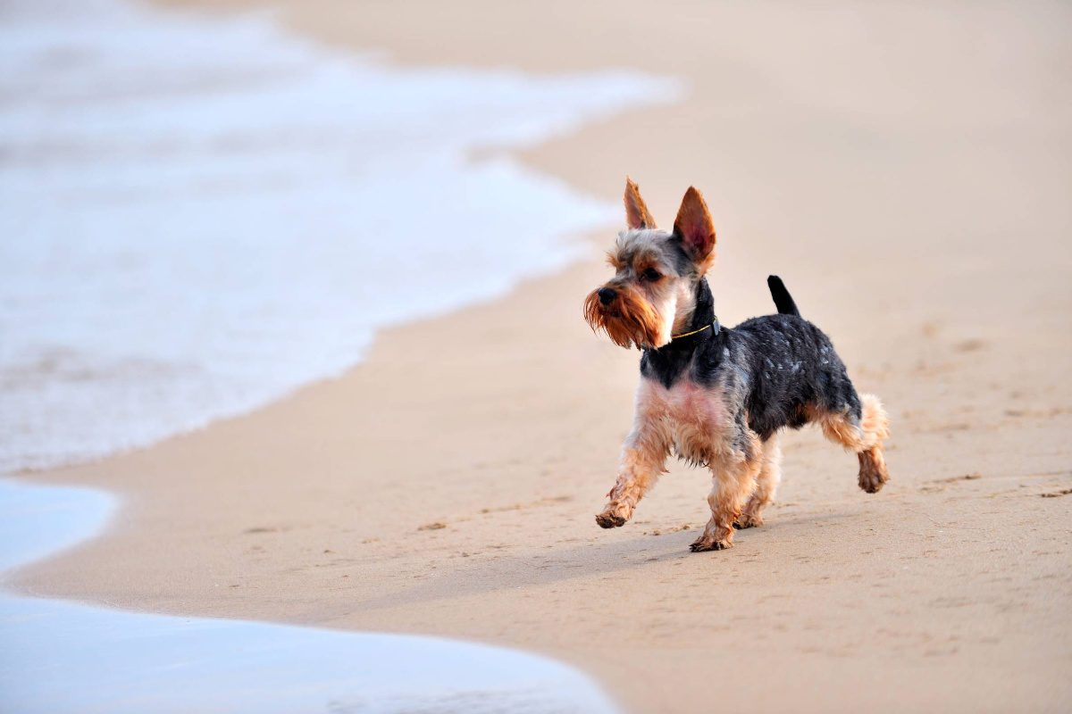 Dog walking on Manorbier beach