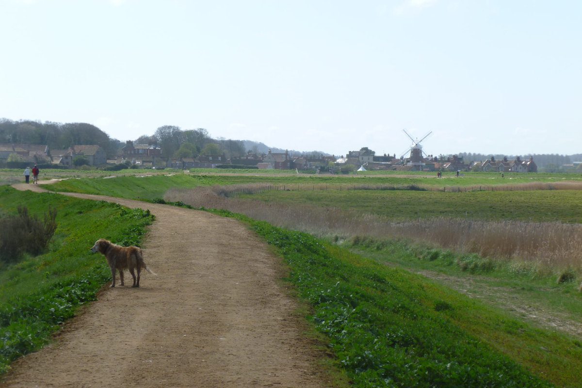 walking dog in Norfolk countryside