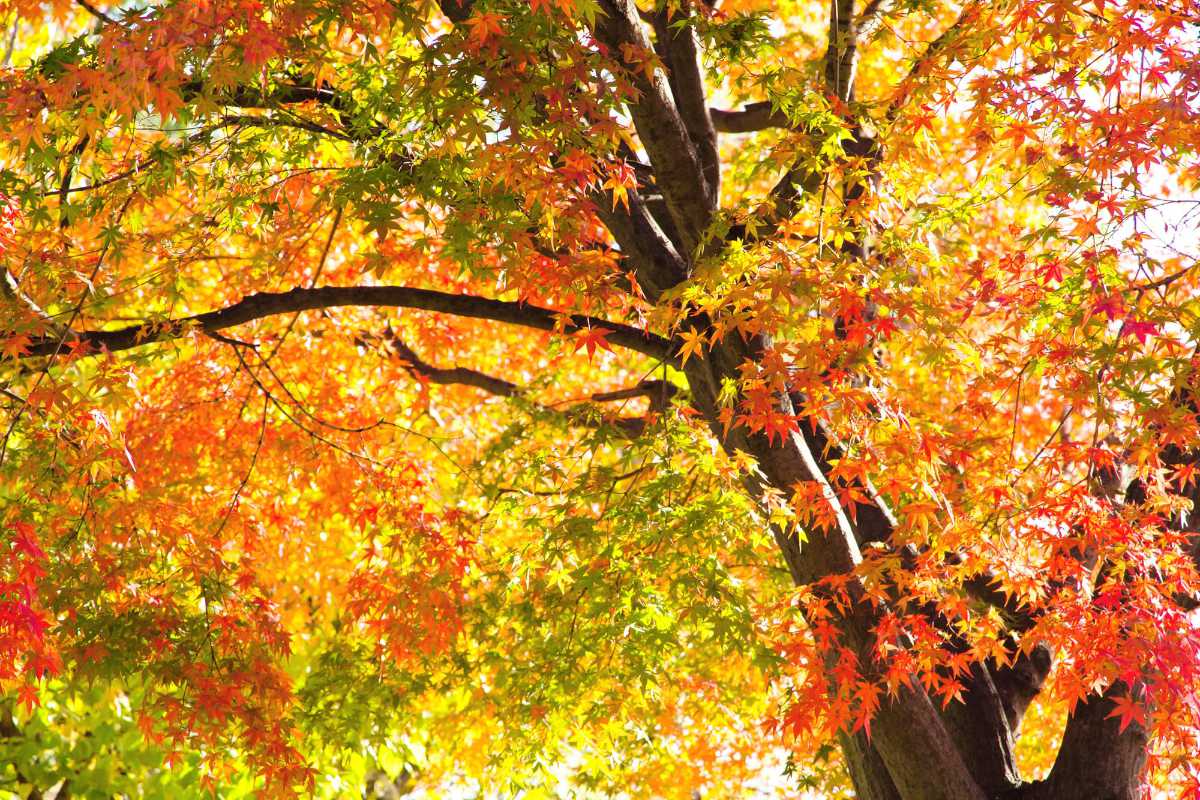 Orange autumn leaves in Bodnant Garden