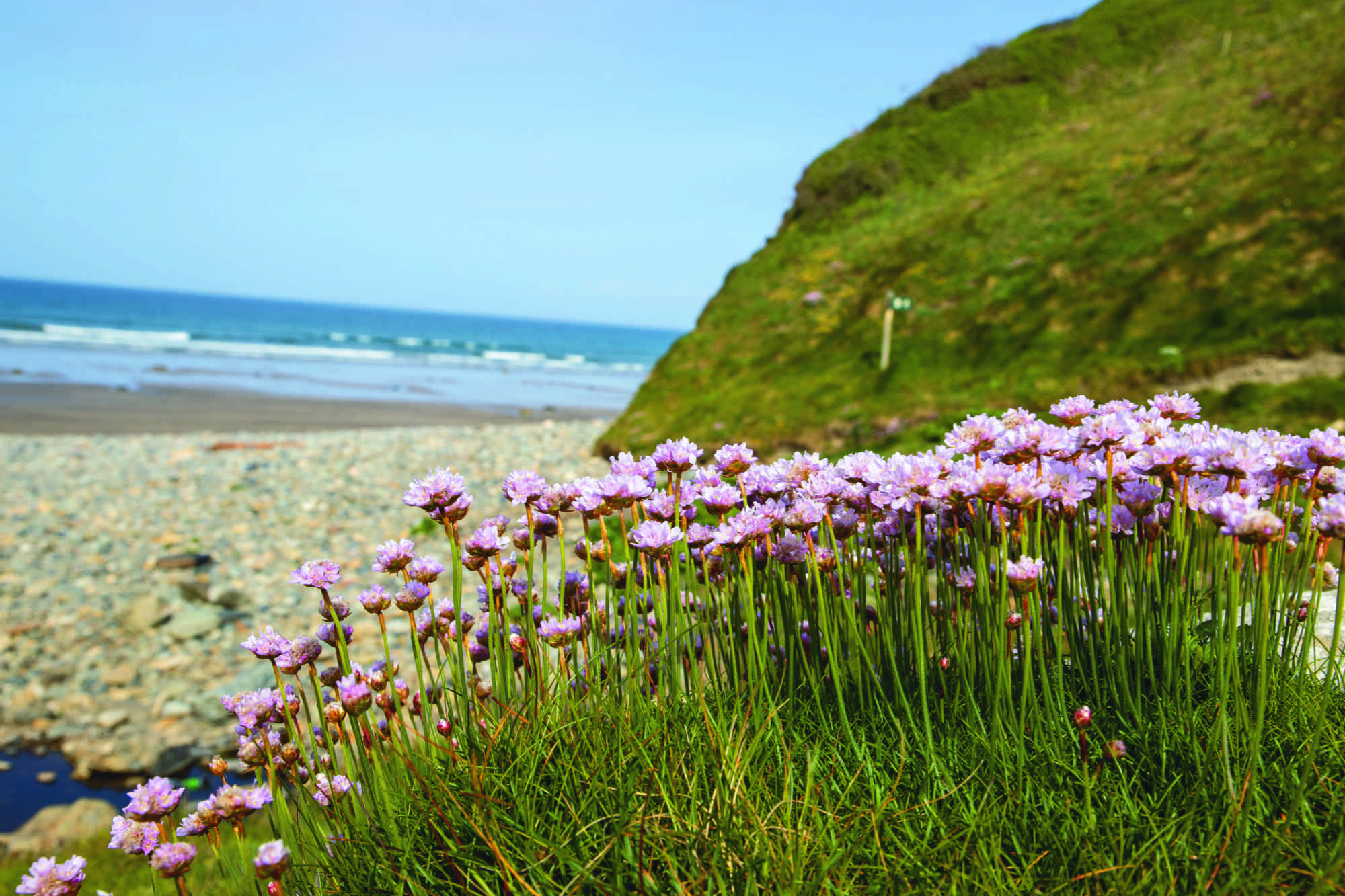 Flowers on the Pembrokeshire coast