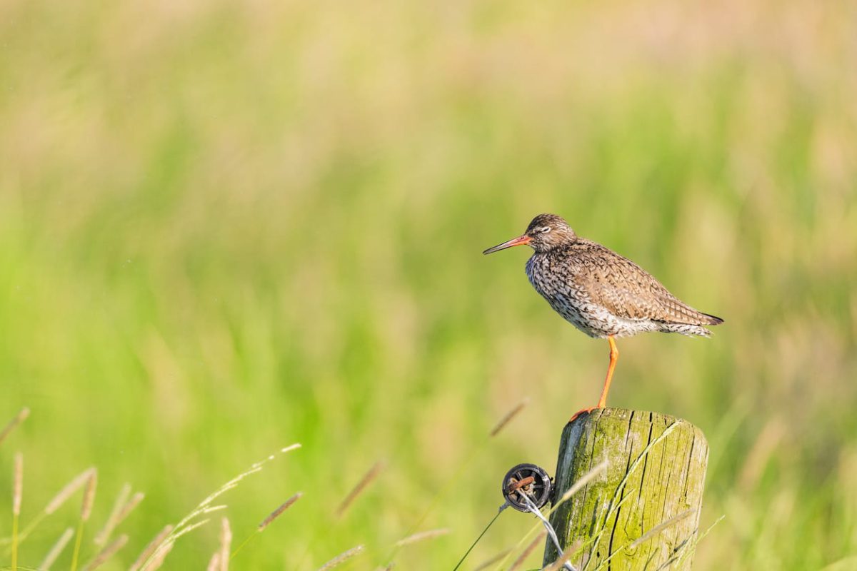 Redshank bird sitting on a pole overlooking a meadow