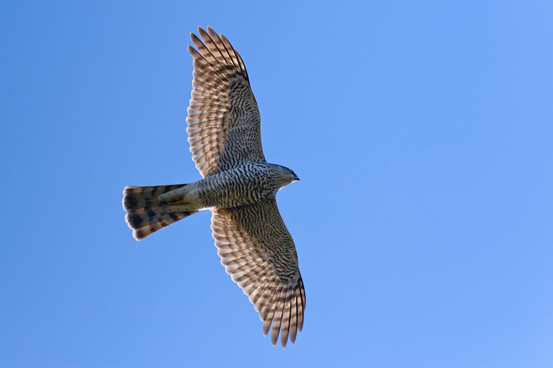 Sparrow Hawk flying in blue sky