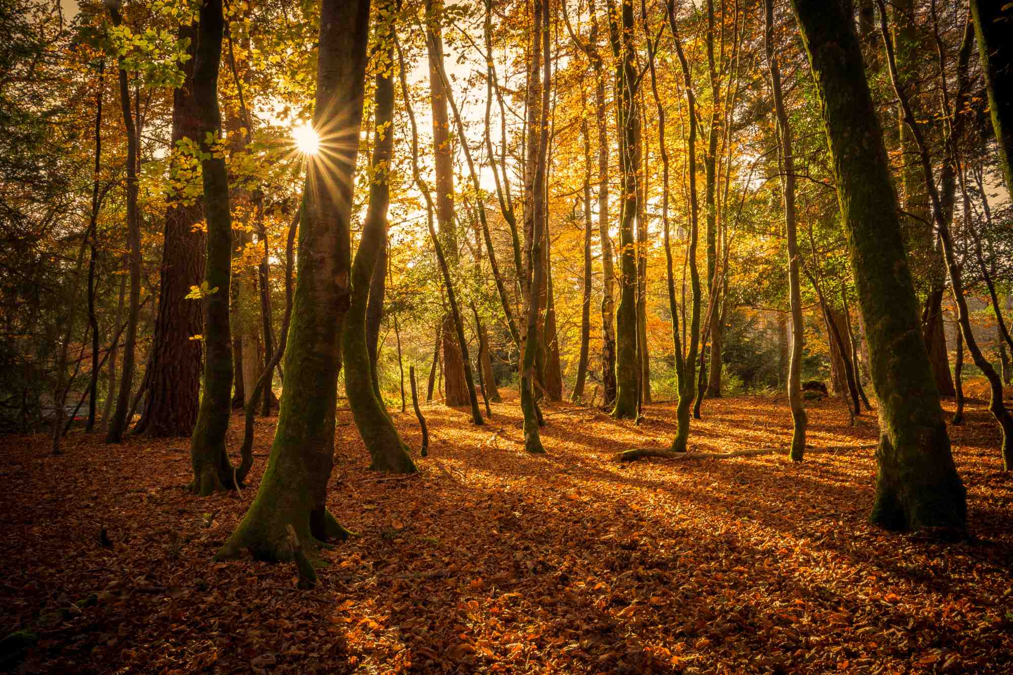 Sunlight streaming through trees in the New Forest during autumn