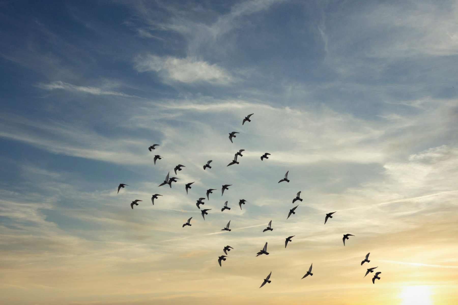 Flock of birds flying in the sky at sunset