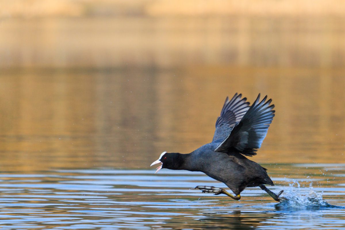 coot with outstretched wings runs on water,black bird, spring dance, waterfowl, spring, mating game