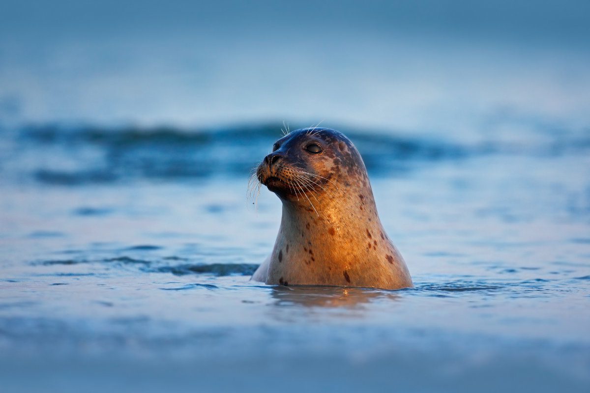 Atlantic grey seal in the ocean