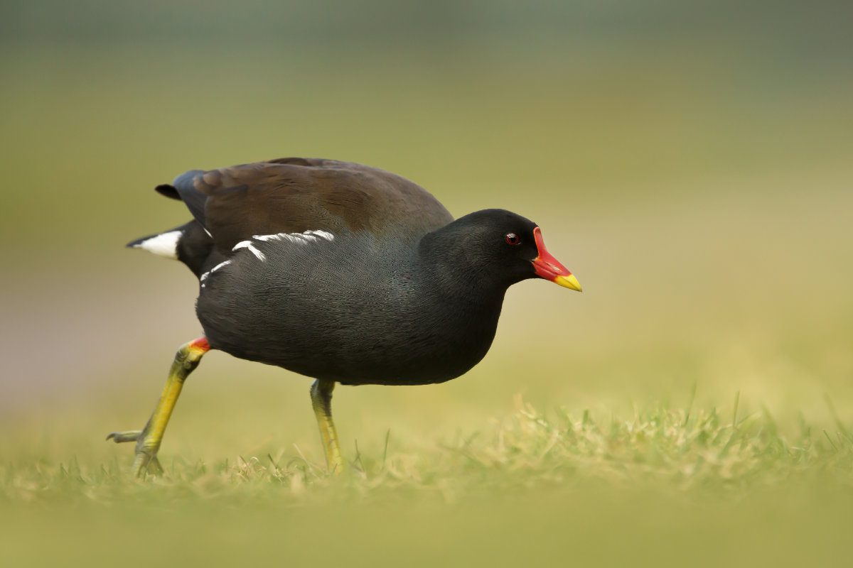 Close up of a moorhen walking in the grass, UK.